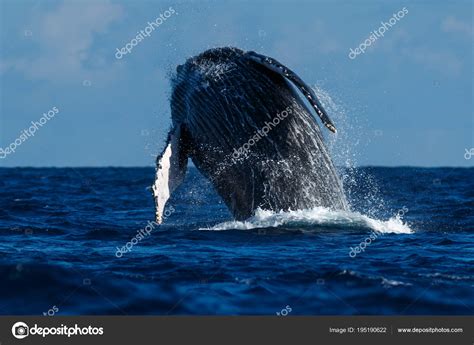 Humpback whale breaching. Stock Photo by ©davidhoffmannphotography 195190622