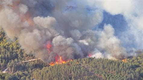 From Spark to Blaze: The Causes and Impacts of Forest Fires - Sinaumedia