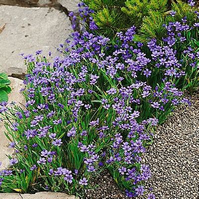 Blue Eyed Grass Seeds, Sisyrinchium angustifolium | High Country Gardens