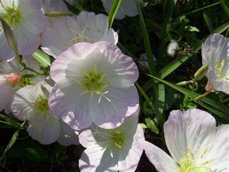 Evening Primrose Flower Free Stock Photo - Public Domain Pictures