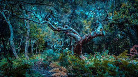 The Fanal Forest on Madeira Island, Portugal - Bing Gallery | Beautiful places nature, Northern ...