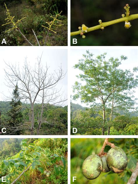 Spondias pinnata (L.f.) Kurz. A. Flowering branches; B. Flowers; C ...