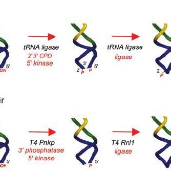 Yeast tRNA-splicing and phage tRNA-restriction-repair pathways. In tRNA ...