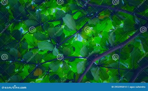 Ketapang Leaf Background with Natural Green Color Stock Photo - Image ...