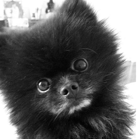 black pom - looks like my Baby.......so sweet! | Cute pomeranian, Beautiful dogs, Super cute puppies