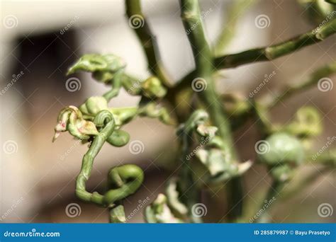 Closeup Shot of One of the Very Beautiful Types of Daun Patah Tulang ...