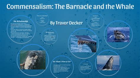 Commensalism Barnacles And Whales