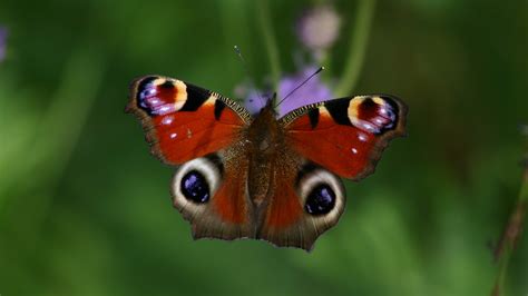 Peacock butterfly facts | Trees for Life