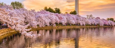 Cherry Blossom Festival 2024 Newark Nj - Rheta Bettine