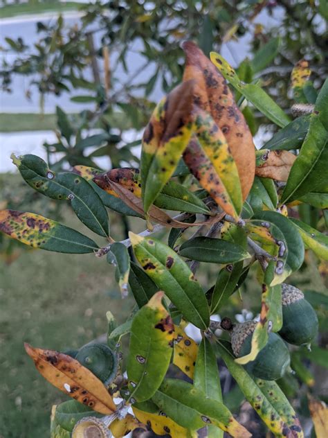 Texas Live Oak Tree Diseases Pictures - PELAJARAN