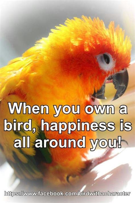 Parrot Pet Love Quotes - ShortQuotes.cc