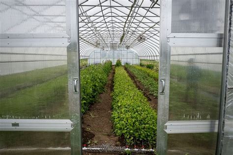 Greenhouse, organic vegetable farm. | Free Photo - rawpixel