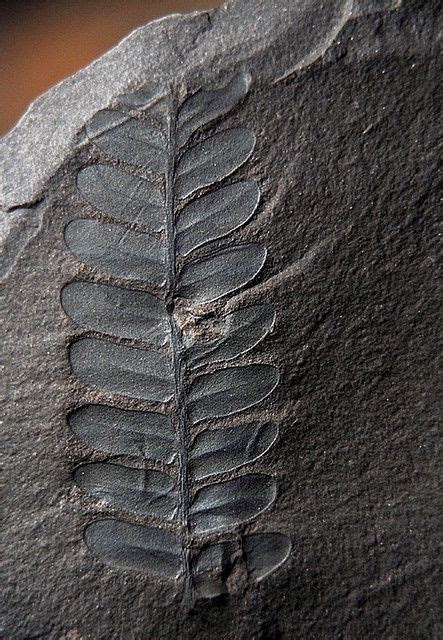 Fossil Fern | Fossil, Geology, Prehistoric animals