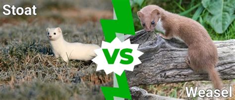 Stoat vs Weasel: 5 Key Differences - A-Z Animals