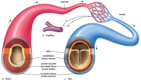 Interesting Facts About Blood Vessels: Arteries, Veins, and Capillaries - Owlcation