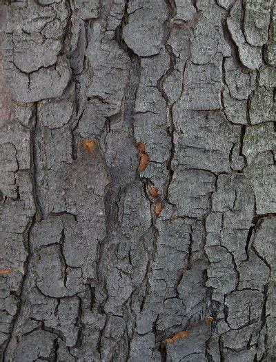 Horse Chestnut Tree Bark