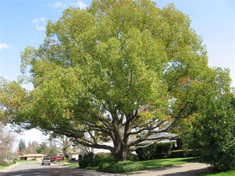 Front Yard: Best Shade Trees For Front Yard