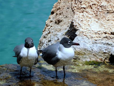 Bird Buddies Photograph by Arlane Crump - Fine Art America