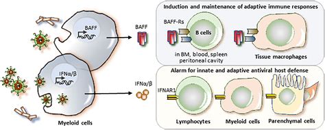 Frontiers | Belimumab or anifrolumab for systemic lupus erythematosus ...