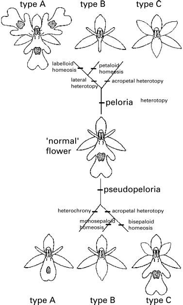 Diagrams of orchid perianth whorls (sepal and petal) illustrating '... | Download Scientific Diagram