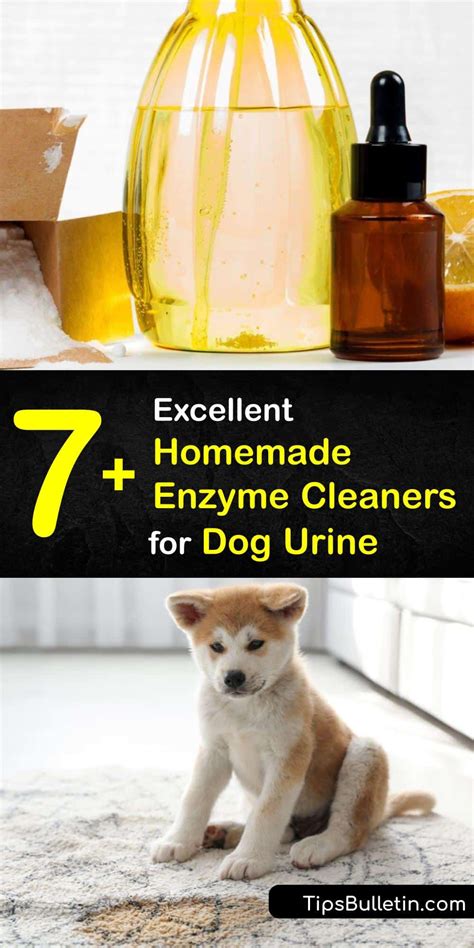 7+ Excellent Homemade Enzyme Cleaners for Dog Urine