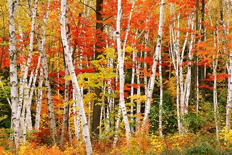 Love birch trees in the Fall - NH, United States. White Birch Trees ...