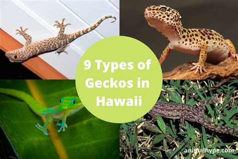 9 Types of Geckos in Hawaii (With Pictures) - Animal Hype