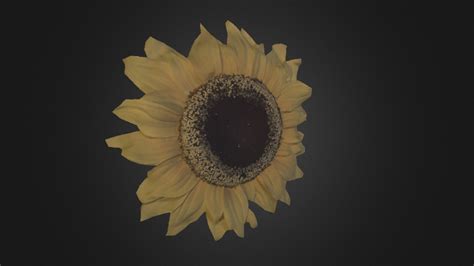 Sunflower - 3D model by Fuel3D [oHUSYP2] - Sketchfab