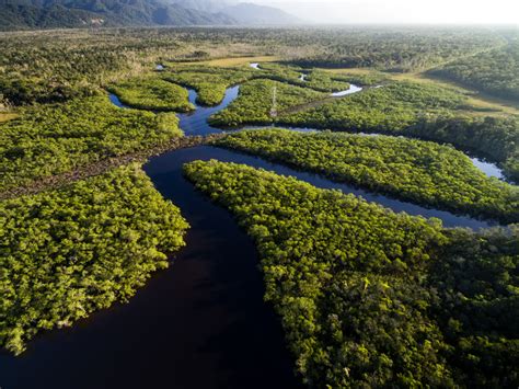 8 Fakta Tentang Hutan Amazon, Bukan Hanya Sekadar Rumah Hewan Buas