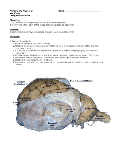 Sheep Brain Dissection — db-excel.com