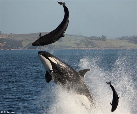 Orca the dolphin killer: Families see astonishing attack as they enjoy nature trip | Daily Mail ...