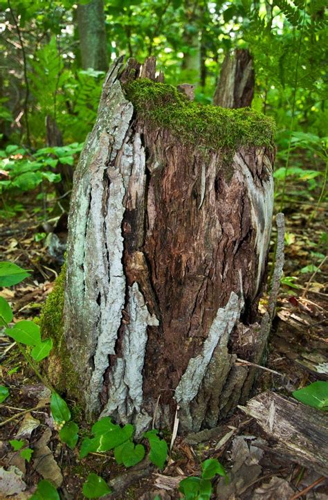 Old rotting tree stump | 自然, 木, デザイン