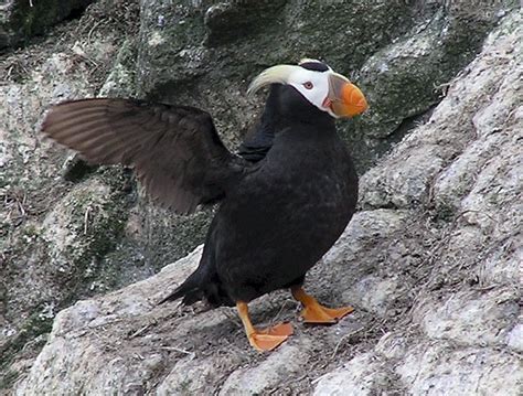 Tufted Puffin | Online Learning Center | Aquarium of the Pacific