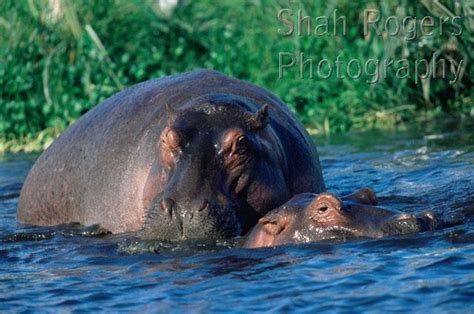 Hippopotamus mating (Hippopotamus amphibius)Maasai Mara National ...