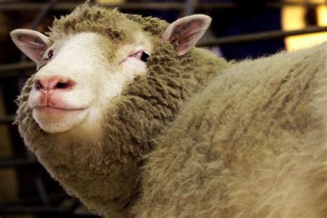 Scientists say sheep can recognise human faces - Livemint