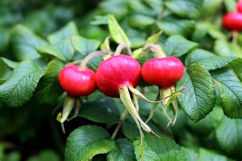 Rugosa Rose Bush - Growth, Benefits and Uses - GardensAll