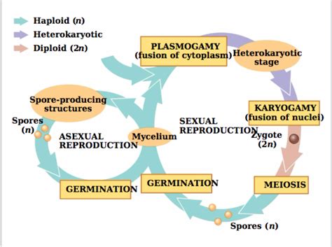 Sexual Reproduction In Fungi / Reproduction of Fungi : For example, in ...