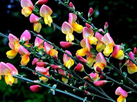 Cytisus scoparius.