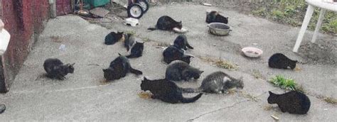 feral cat colonies - United Spay Alliance