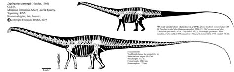 Diplodocus carnegii CM 84 skeletal diagram by Franoys on DeviantArt