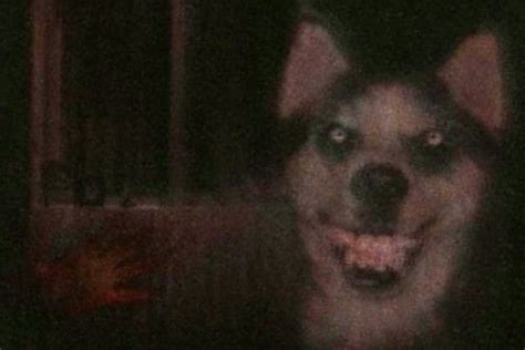 Who's Smile Dog? - The Scary Story Behind The Creepypasta - Mundo Seriex