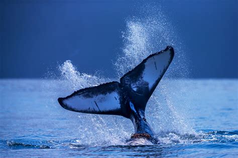 Humpback Whale Tale in the Air in Alaska Fine Art Print | Photos by Joseph C. Filer