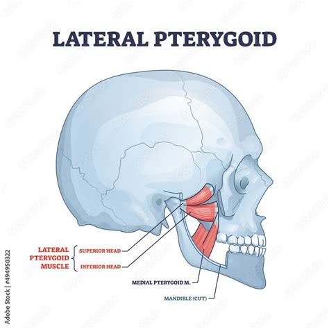 Fototapeta Lateral pterygoid muscle with superior and inferior head outline diagram. Labeled ...