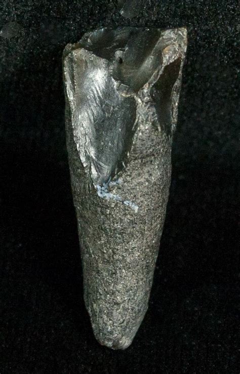 Miocene Aged Fossil Whale Tooth - .95" (#5669) For Sale - FossilEra.com