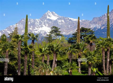 Mediterranean forest in front of mountains Stock Photo - Alamy