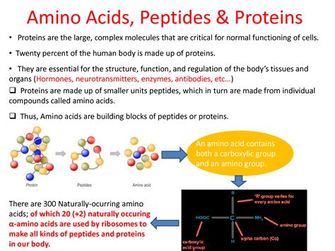 SOLUTION: Amino Acids Peptides & Proteins Presentation - Studypool