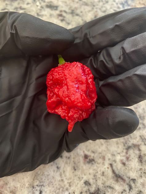 Carolina Reaper Seeds - Etsy