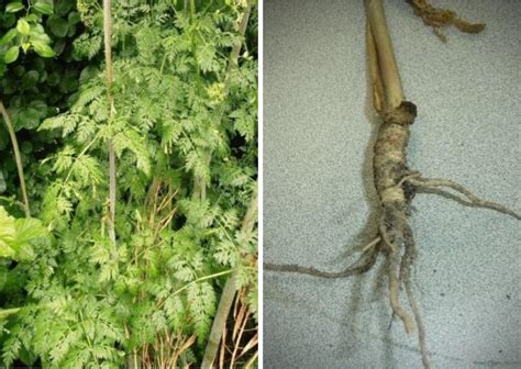 Poison Hemlock Identification and Management | University of Maryland Extension