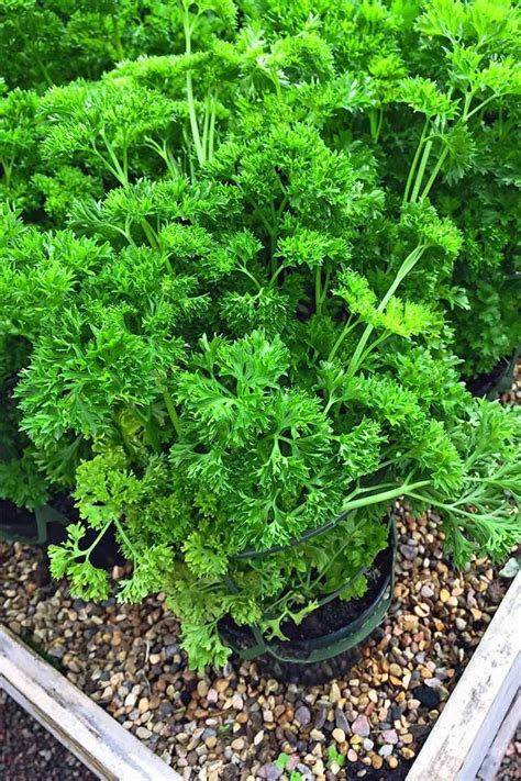 Learn how to make parsley do double duty in your garden: https://gardenerspath.com/plants/herbs ...