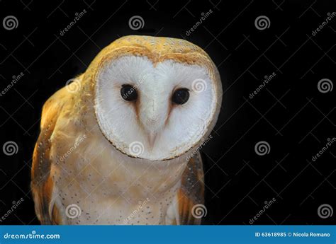 Barn owl in the night stock image. Image of wild, rapacious - 63618985